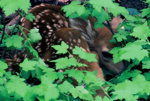 fawn in the trees by Ed Dahl