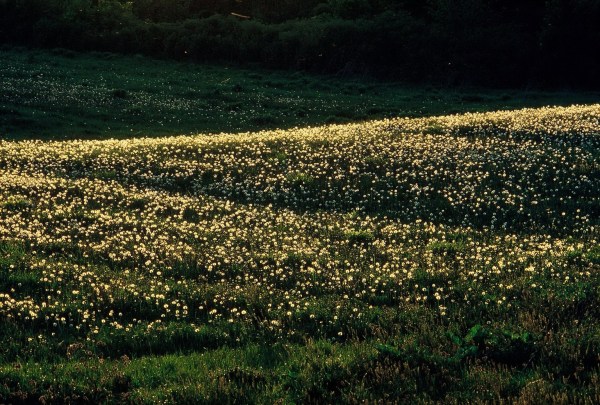 A Field in Seed by Ed Dahl