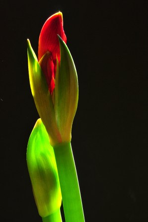 Amaryliss Opening up by Bill Gracie