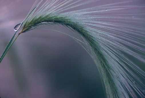 grass seed pod by Ed Dahl