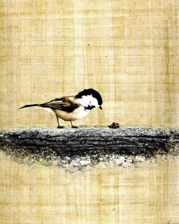 Sower Road Madison.Murphy