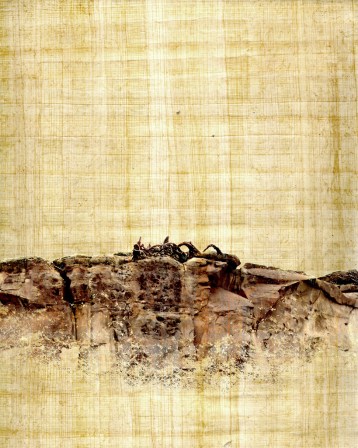 Sower Withered Madison.Murphy