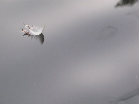 feather on water