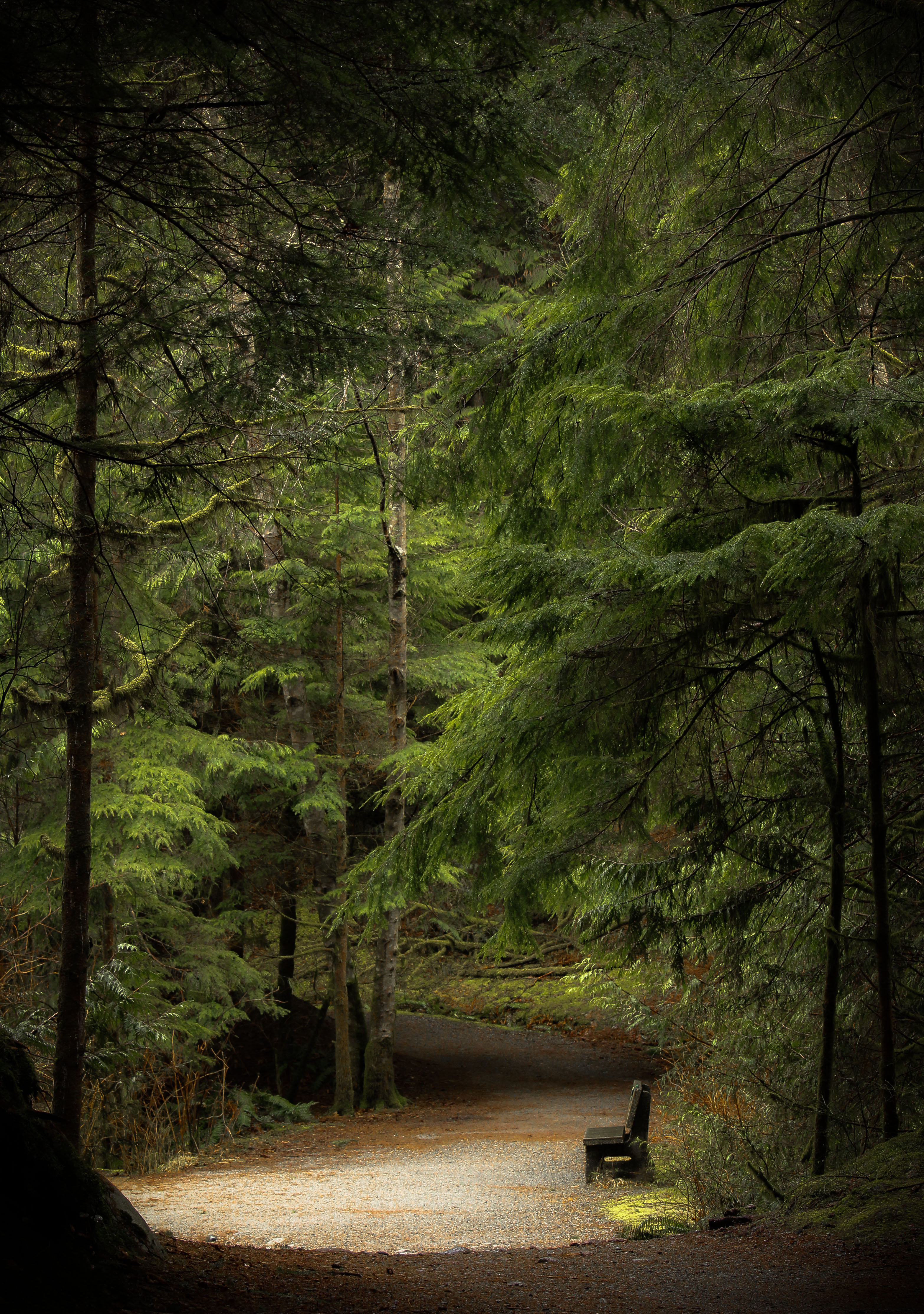 forest 26 Twila Savigny