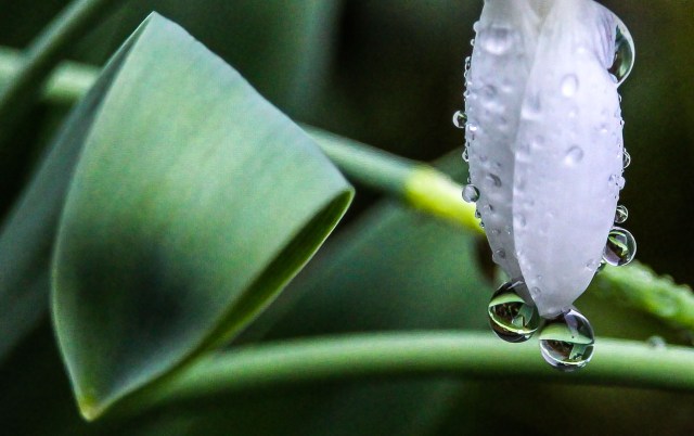 Rain drop #6 twila Savigny