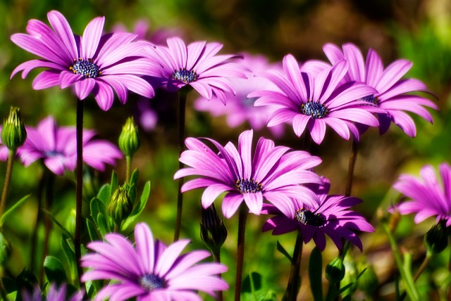 Flowers by Riccardo Cuppini