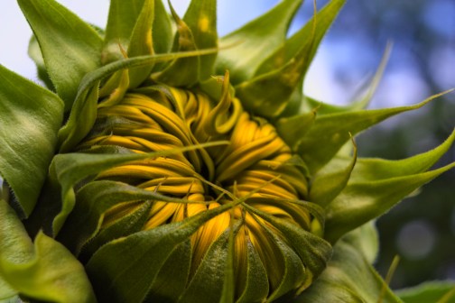 ready to Burst by Anne Yungwirth