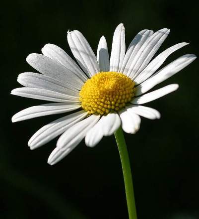 Margueritte by Giuss95