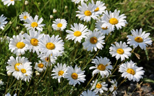 A Daisy Day in May by Brent M