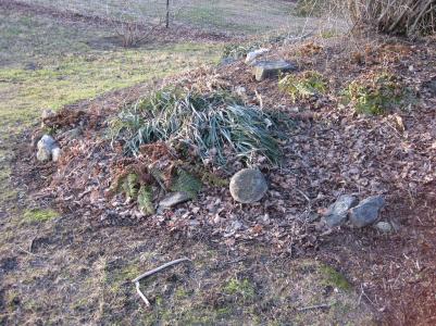 Dormant fern garden by Jay Pastore