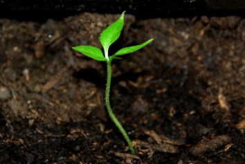 Sprout by Dixieroadrash