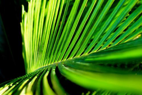 palm frond by Samuel John