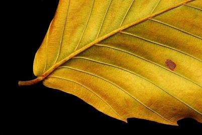 Blemish by Dave Shafer