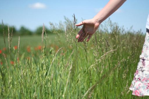 Hand through Wild Grass by Lloyd Morgan
