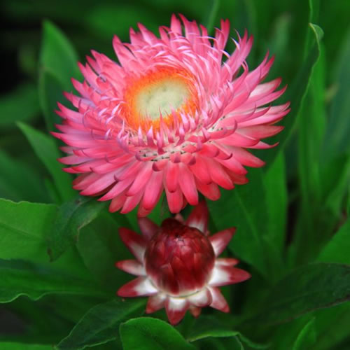 bracteantha_magenta_500px