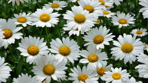 Daisies by Peter Miller