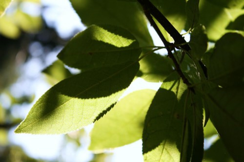 Peace in a leaf by Tenacity8fear