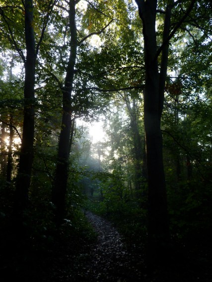 dark Autumn woods Christian Guthier