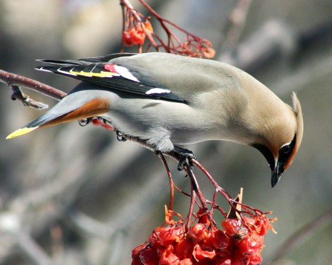 Cedar Wax Wing by Randen Pedersen