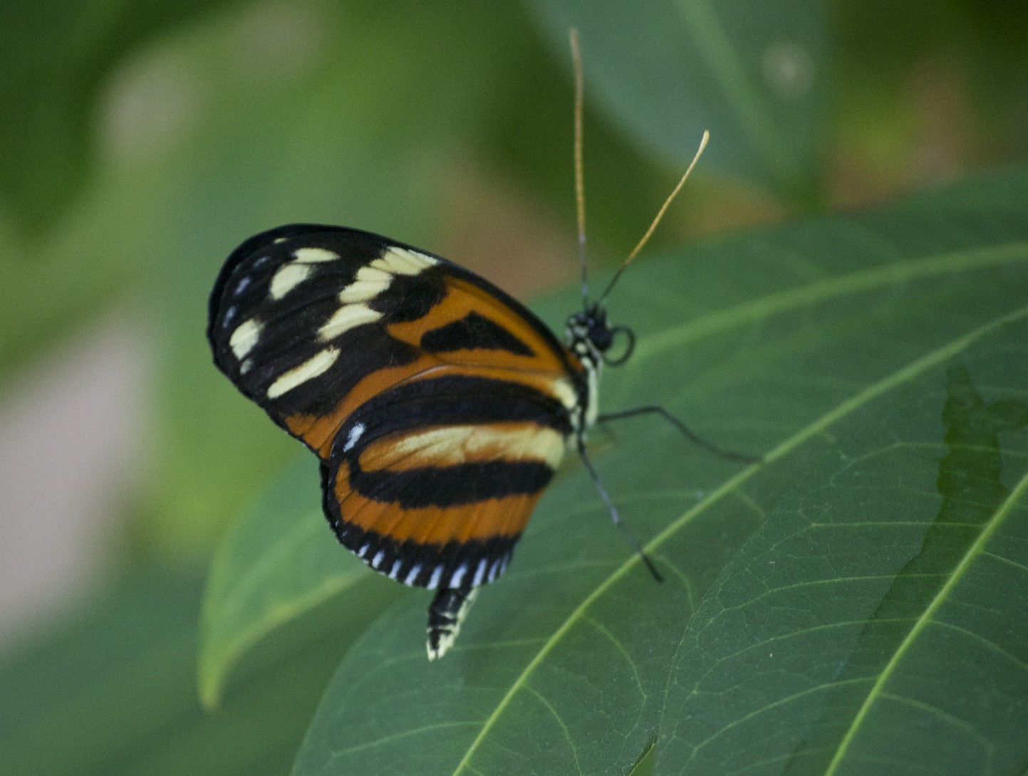 Butterfly resting D Wright