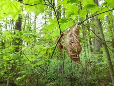 leaf 1 by Gail Purdy