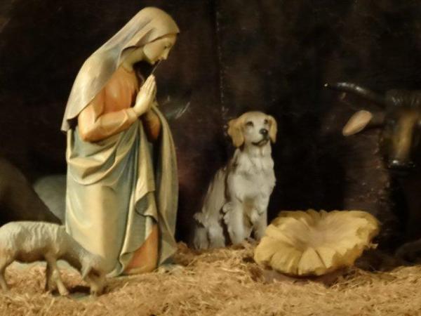 This image has an empty alt attribute; its file name is doginmangercloseup.jpg